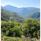 a valley of olive trees and cypresses