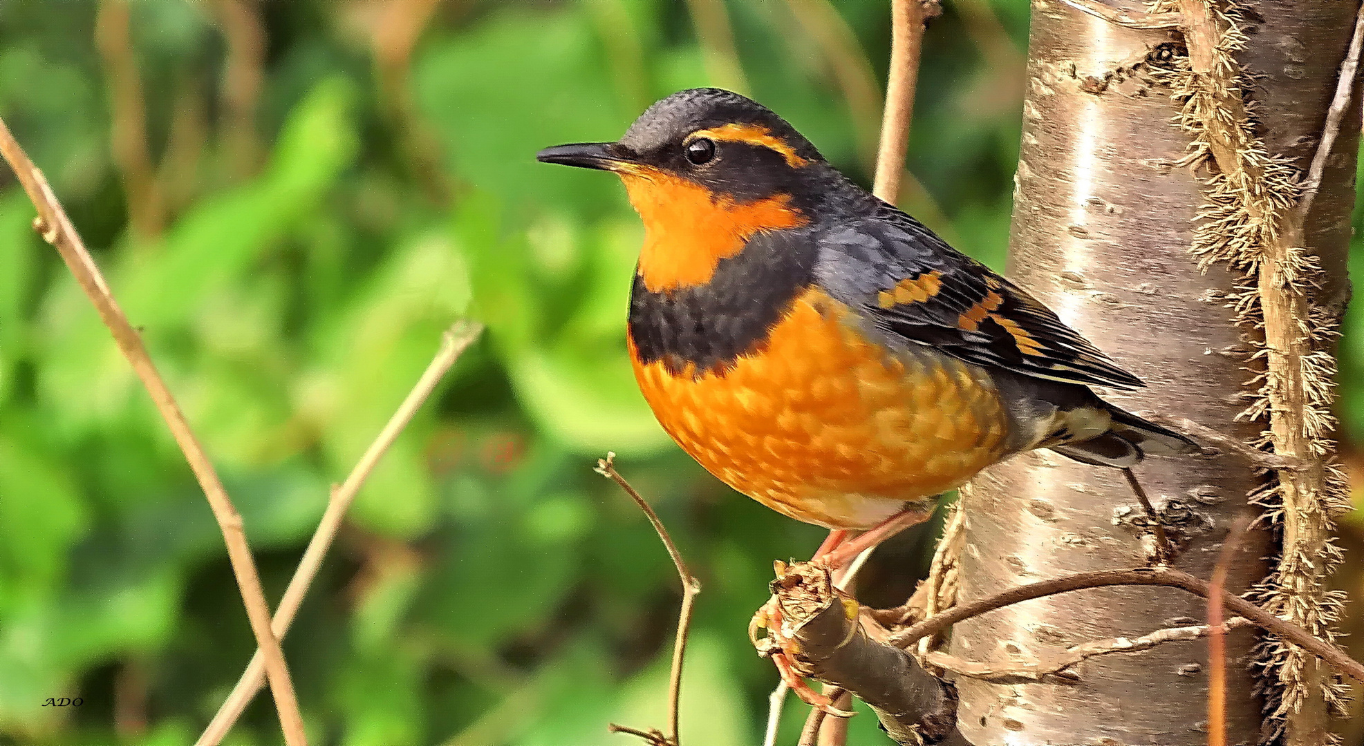 A Varied Thrush