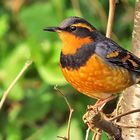 A Varied Thrush