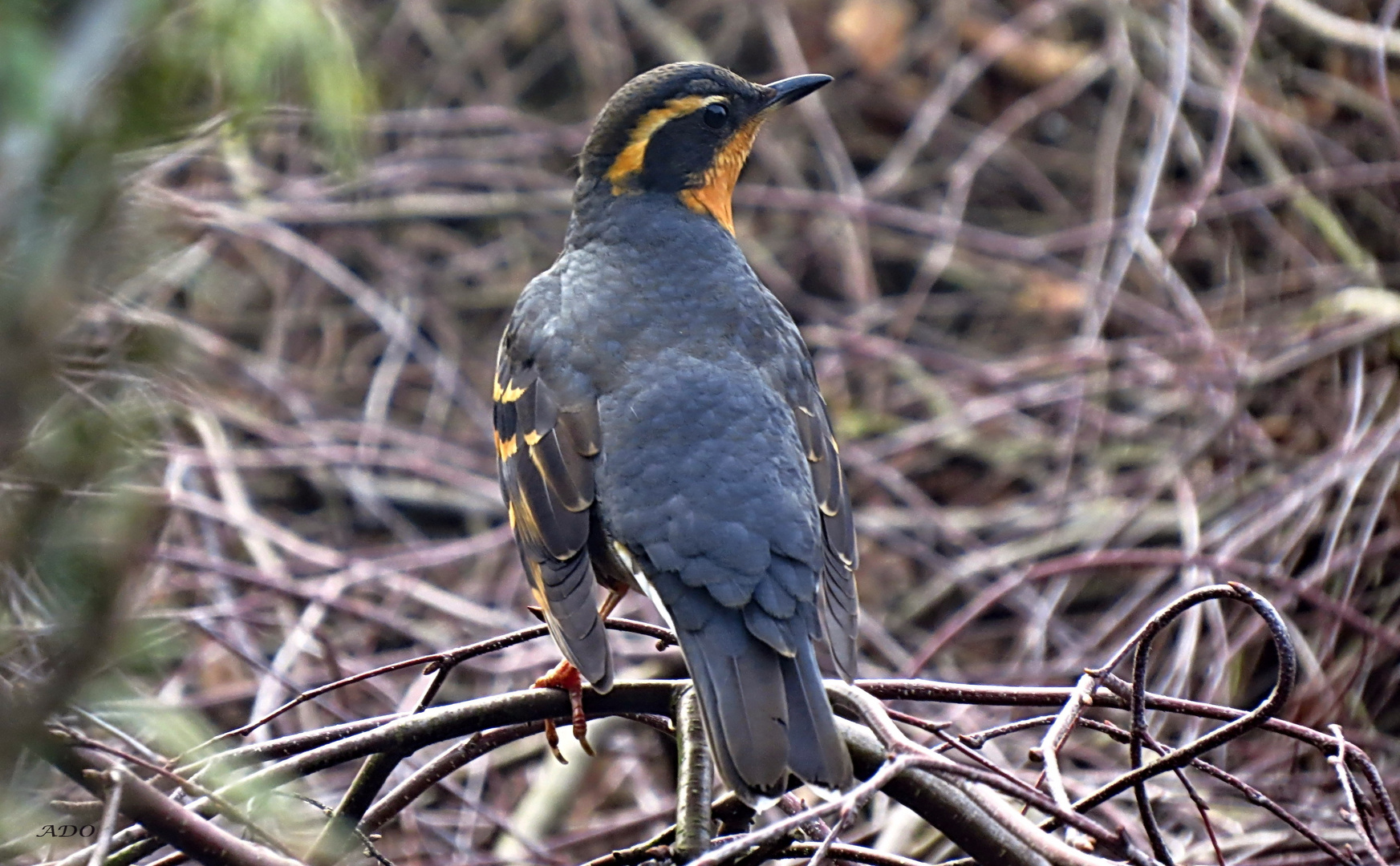 A Varied Thrush