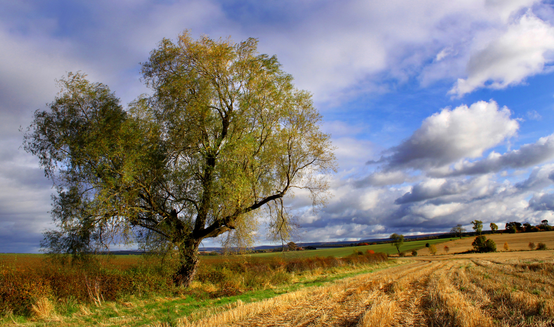 A venerable tree