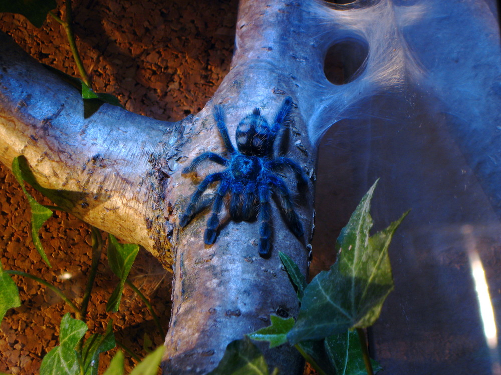 A. Versicolor Spiderling