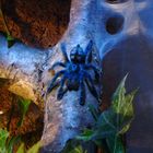 A. Versicolor Spiderling