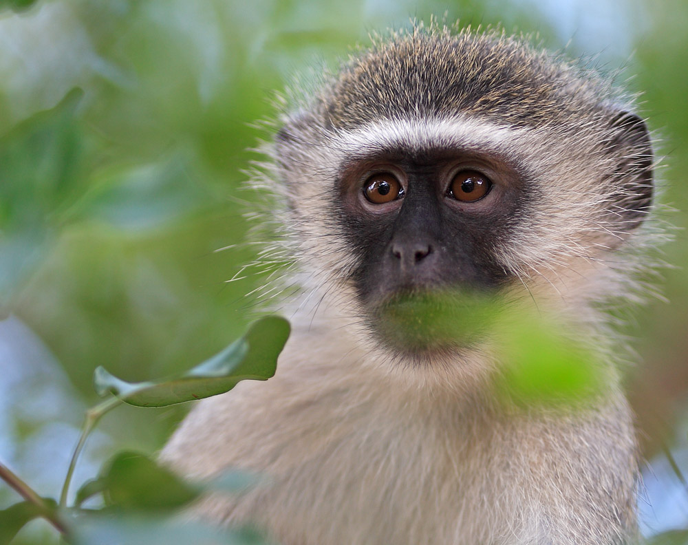 A Vervet Monkey ready to steal food from the tourists