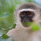 A Vervet Monkey ready to steal food from the tourists