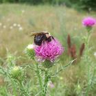 A VERY BUSY BUMBLE BEE