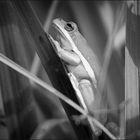 A very small green tree frog.....