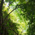 A view from the rain forest of costa rica