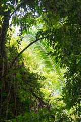 A view from the rain forest of costa rica