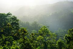 A view to the rain forest of costa rica