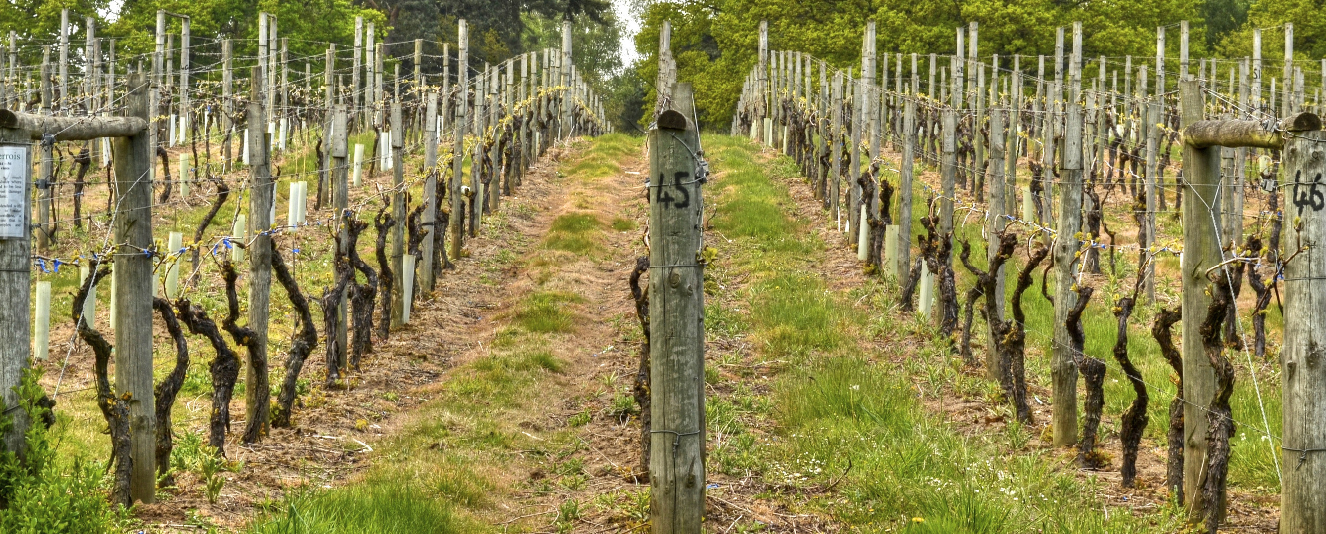 A vineyard.