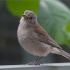 A visitor on our terrace