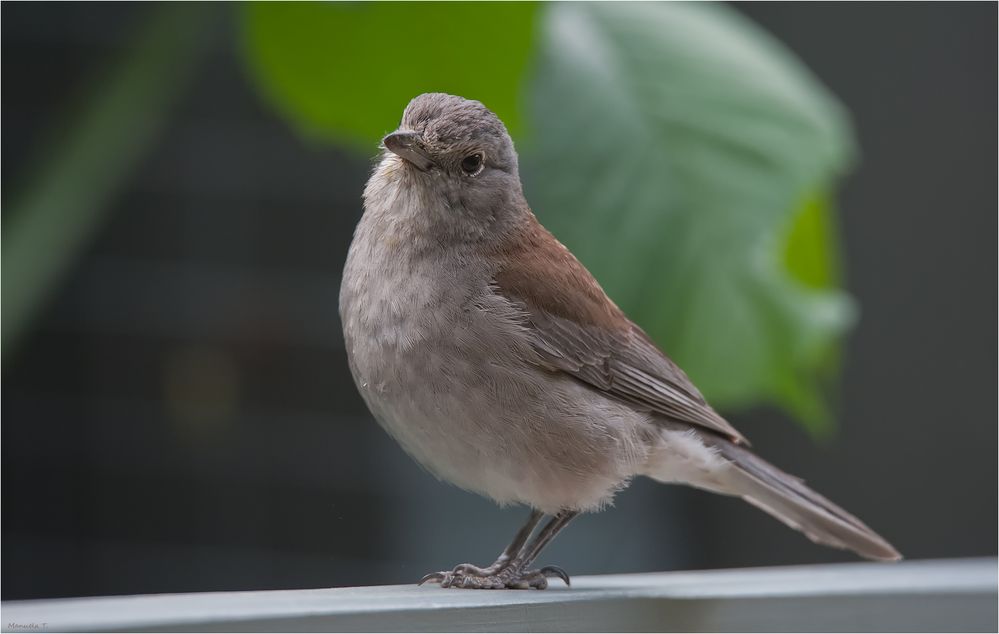 A visitor on our terrace