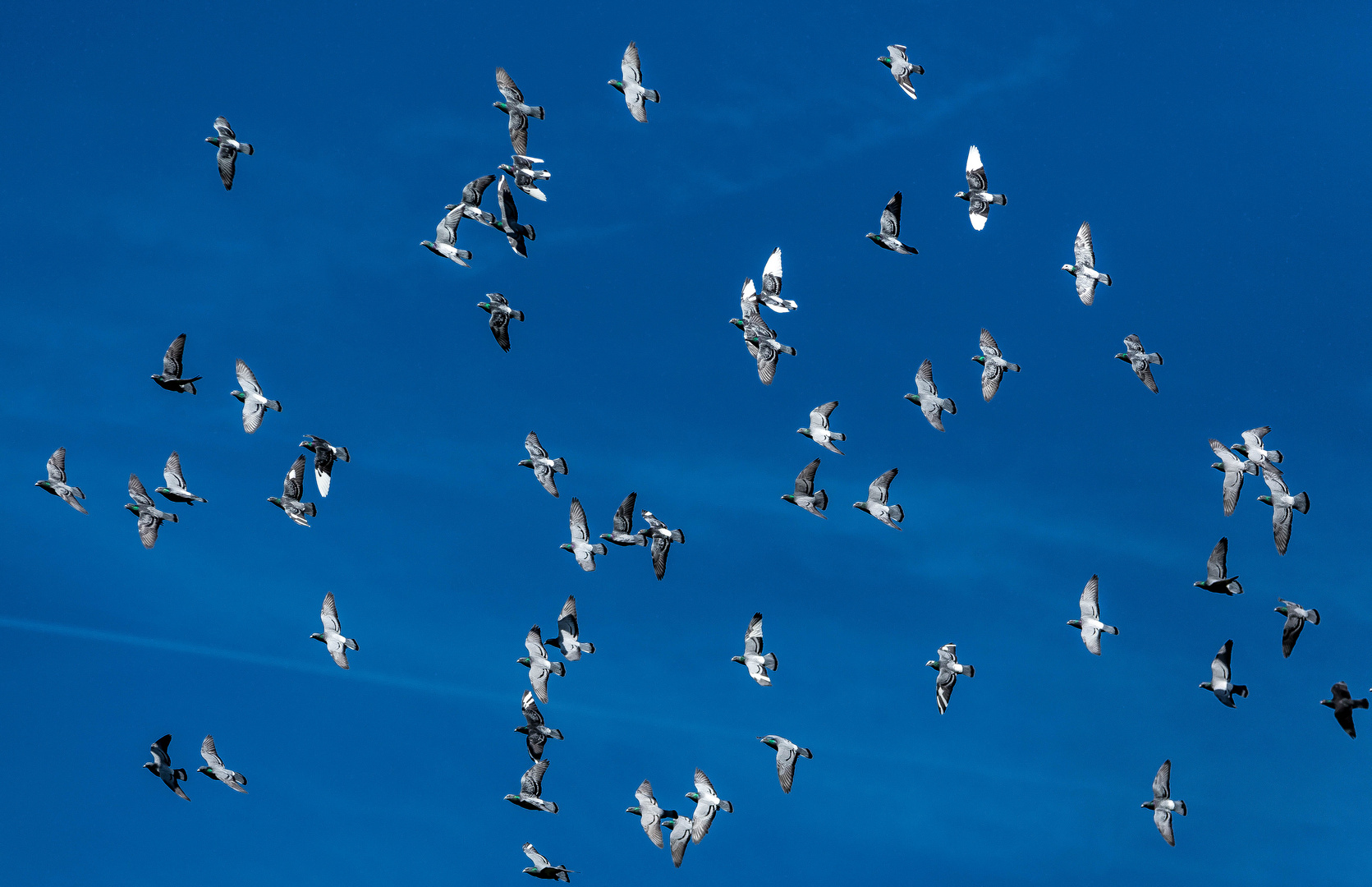 à vol d'oiseau photo et image | animations photographiques, un jour