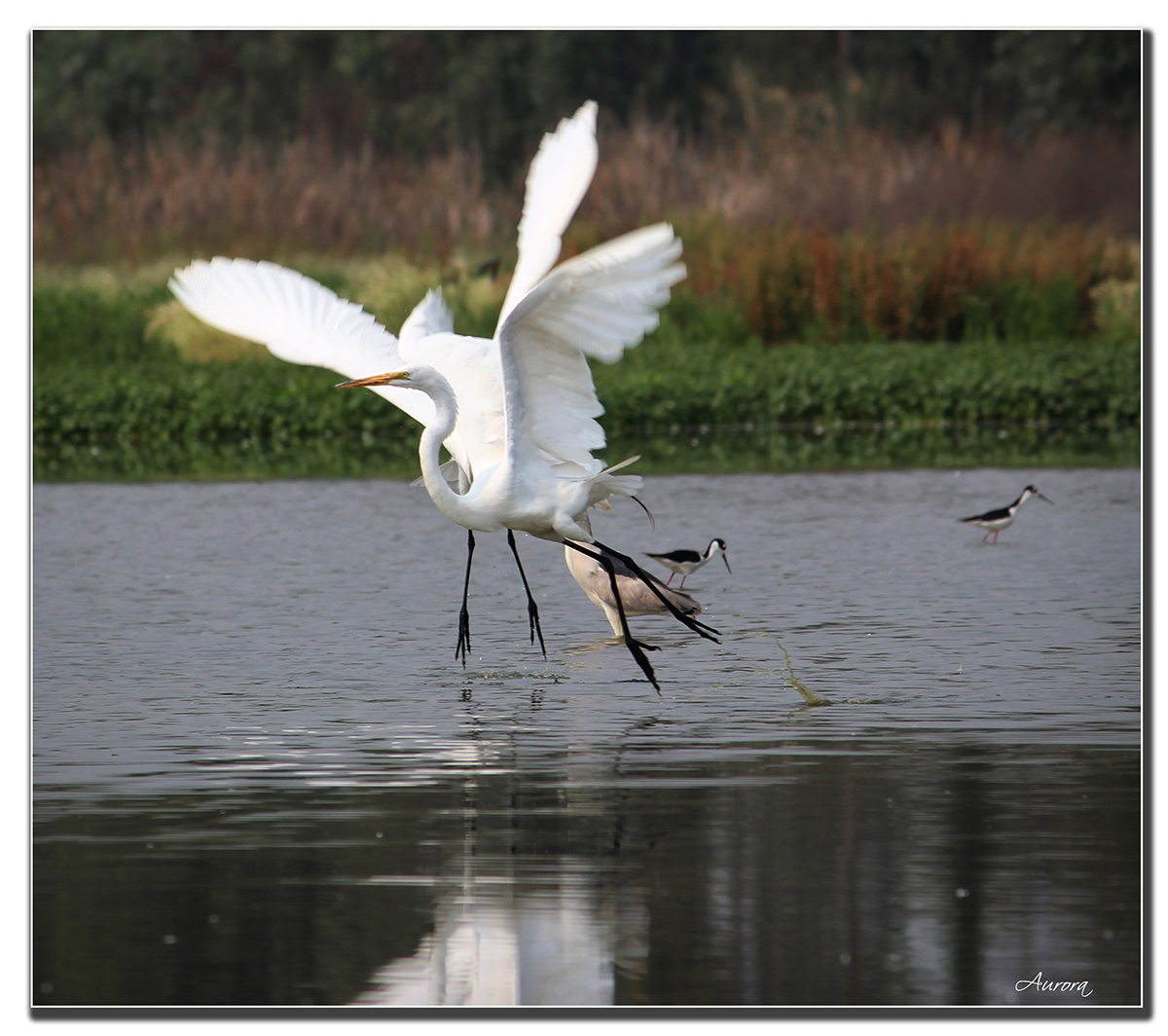 A VOLAR