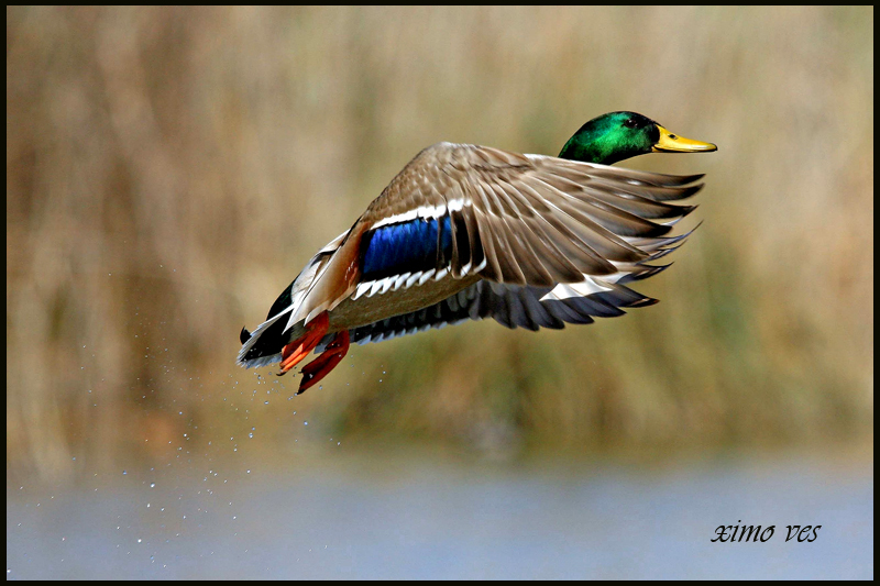 A VOLAR