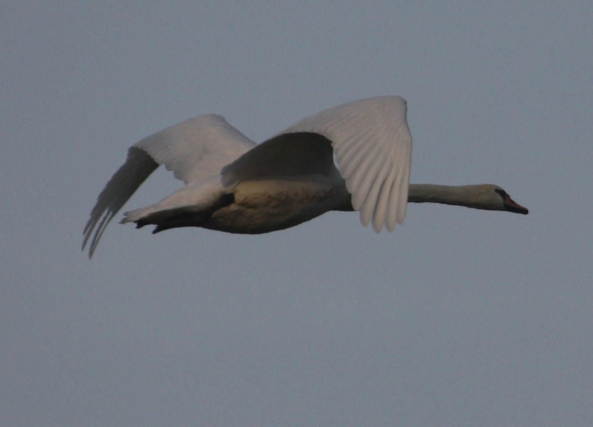 A vole d'oiseau