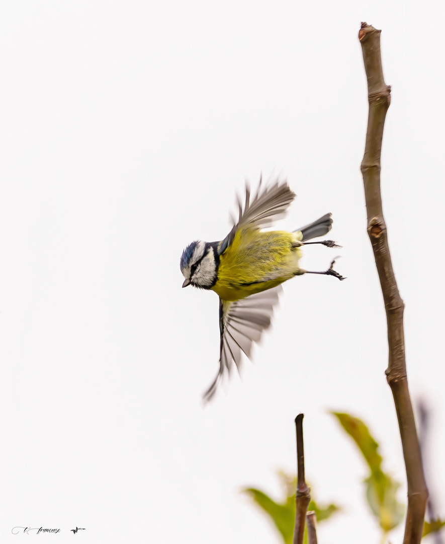 ça vole et virevolte au jardin