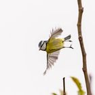 ça vole et virevolte au jardin