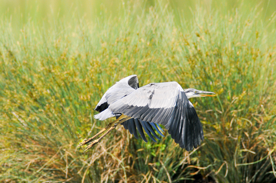 A volo radente