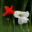 ...a volte la natura.....