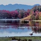 A Walk Around Trout Lake