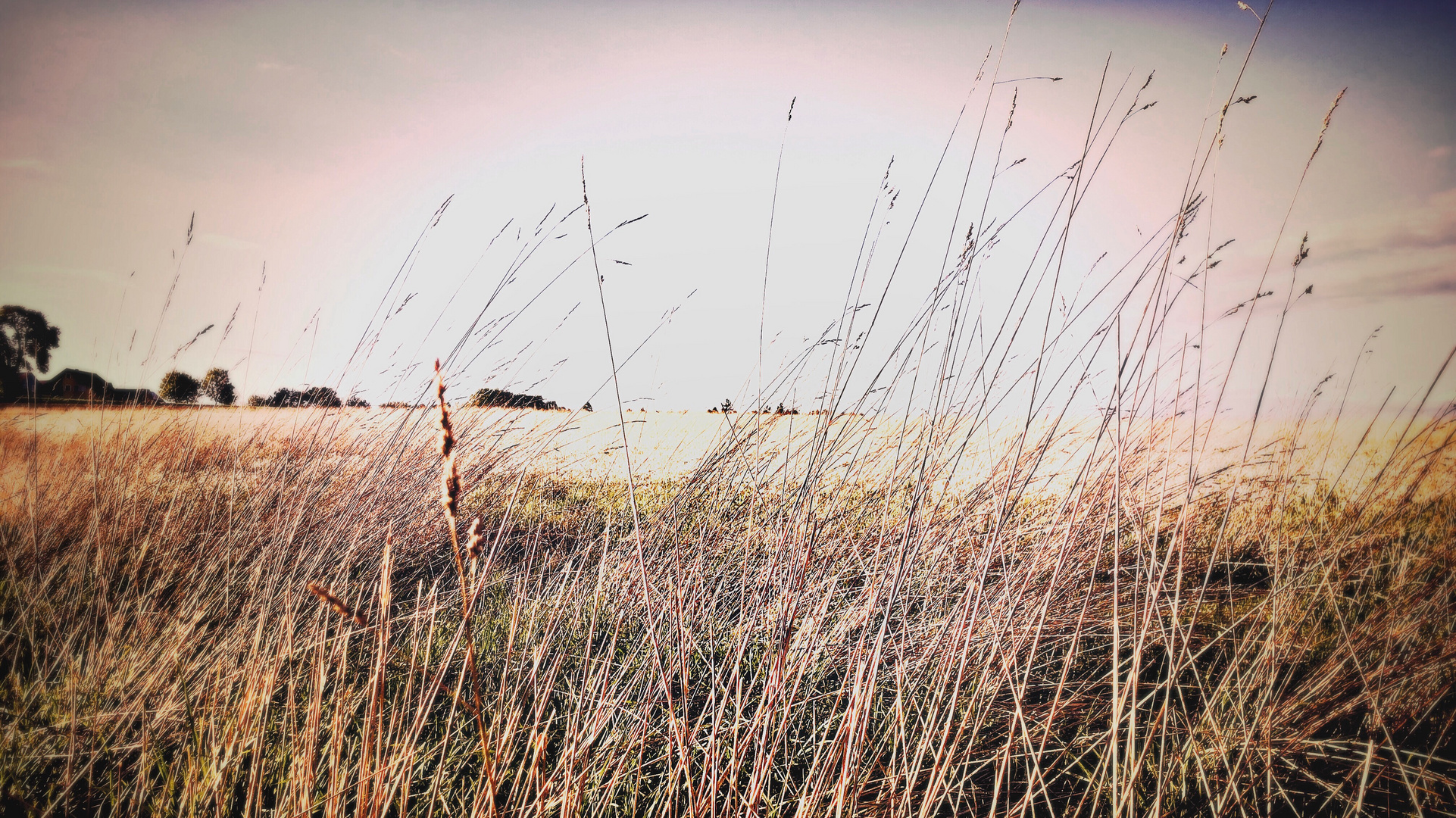 A Walk in the Fields 