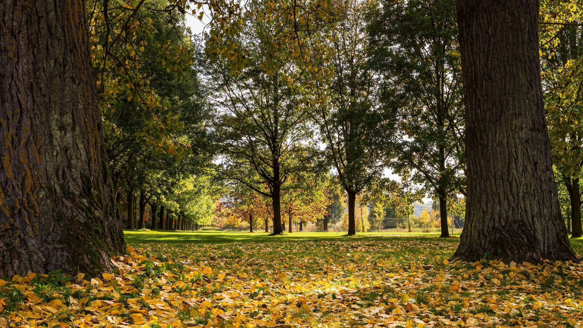 A Walk in the Park