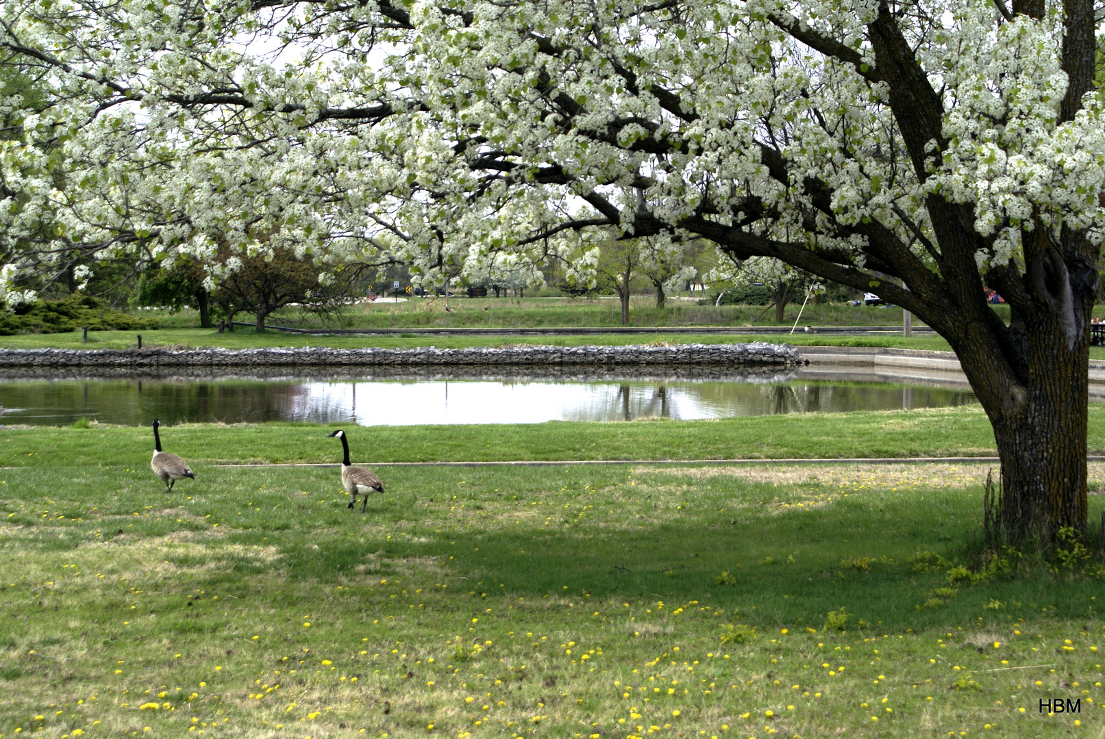 A Walk In The Park