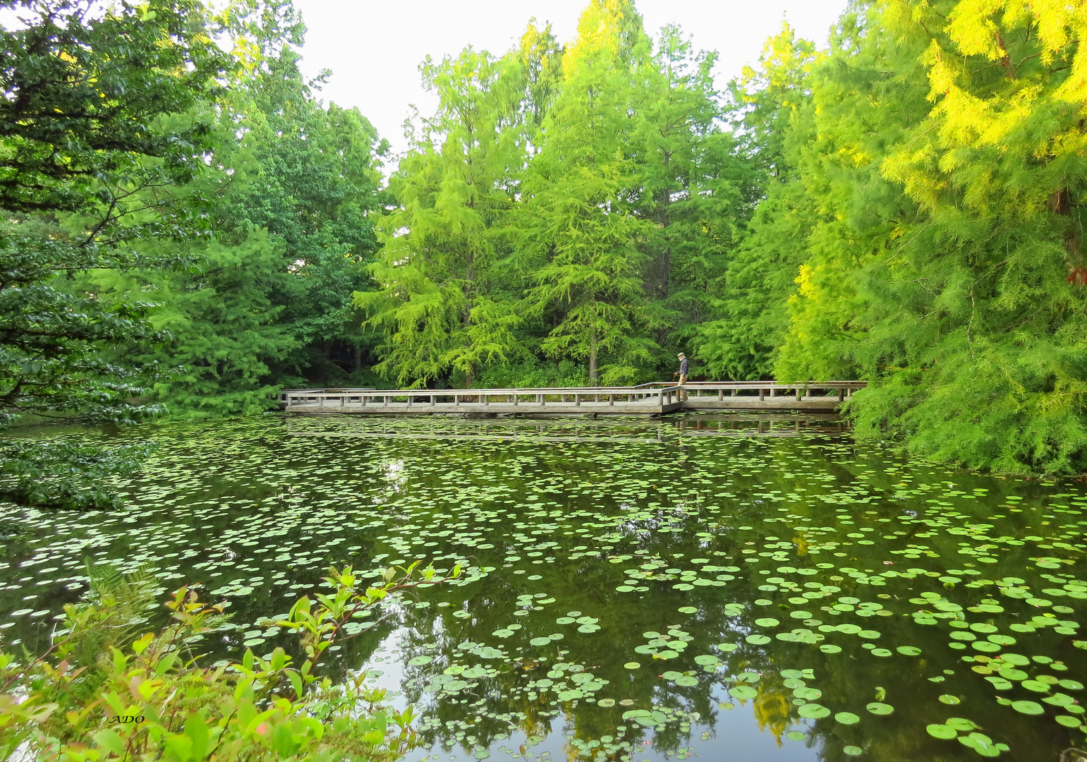 a Walk in the Park