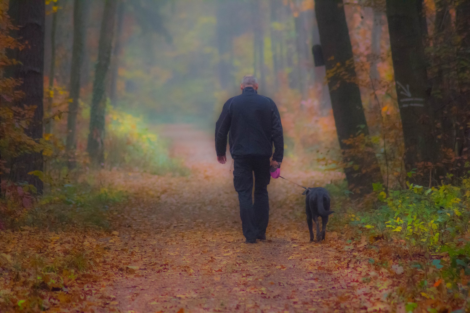 A Walk In The Park