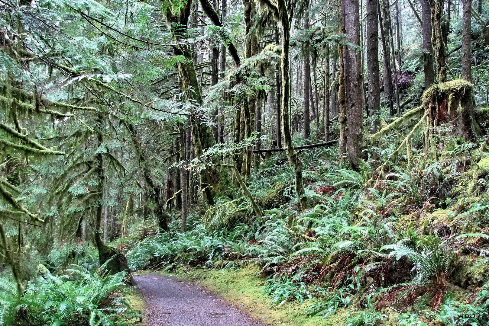 A Walk in the Rain Forest