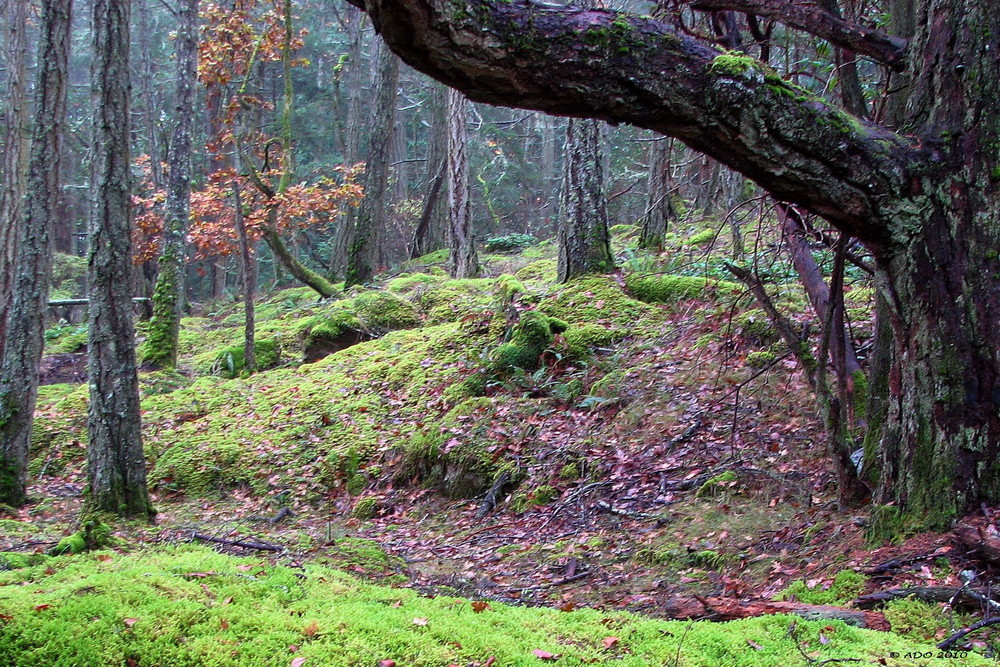 A Walk in the Rain Forest