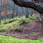 A Walk in the Rain Forest