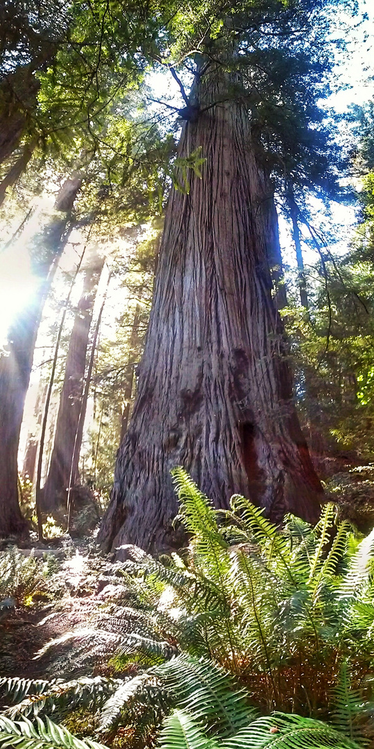 a walk in the redwoods