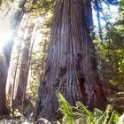 a walk in the redwoods