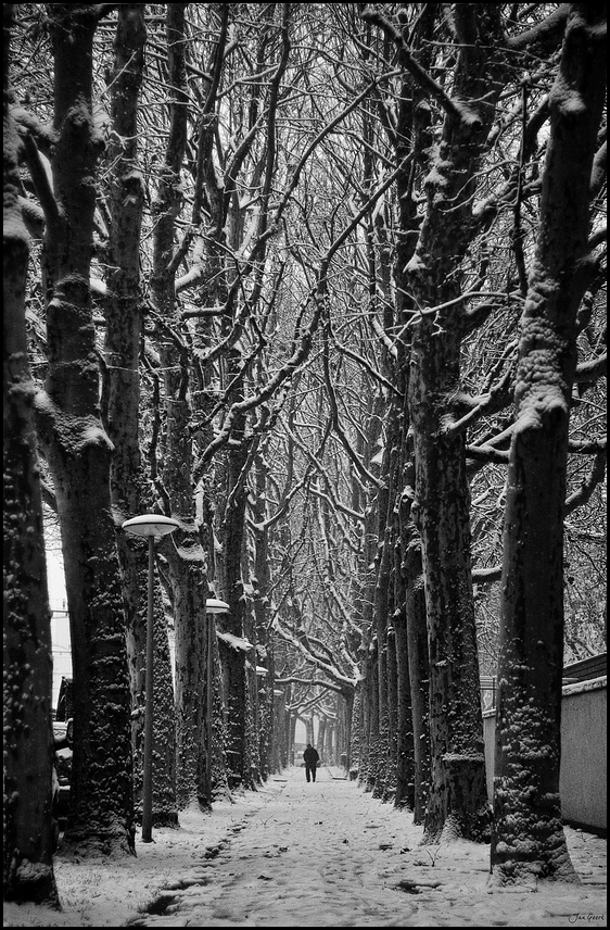 A Walk in the Snow