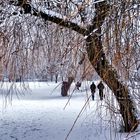 A Walk in the Snow