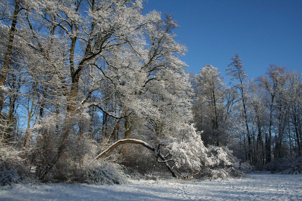 A Walk in the (Winter) Park by Icke71 