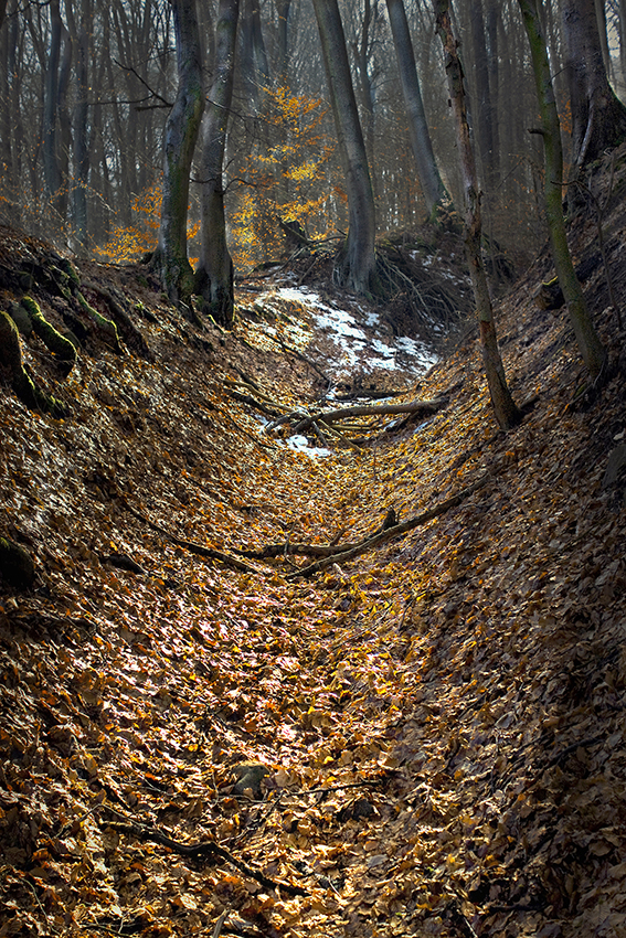 A Walk in the Woods