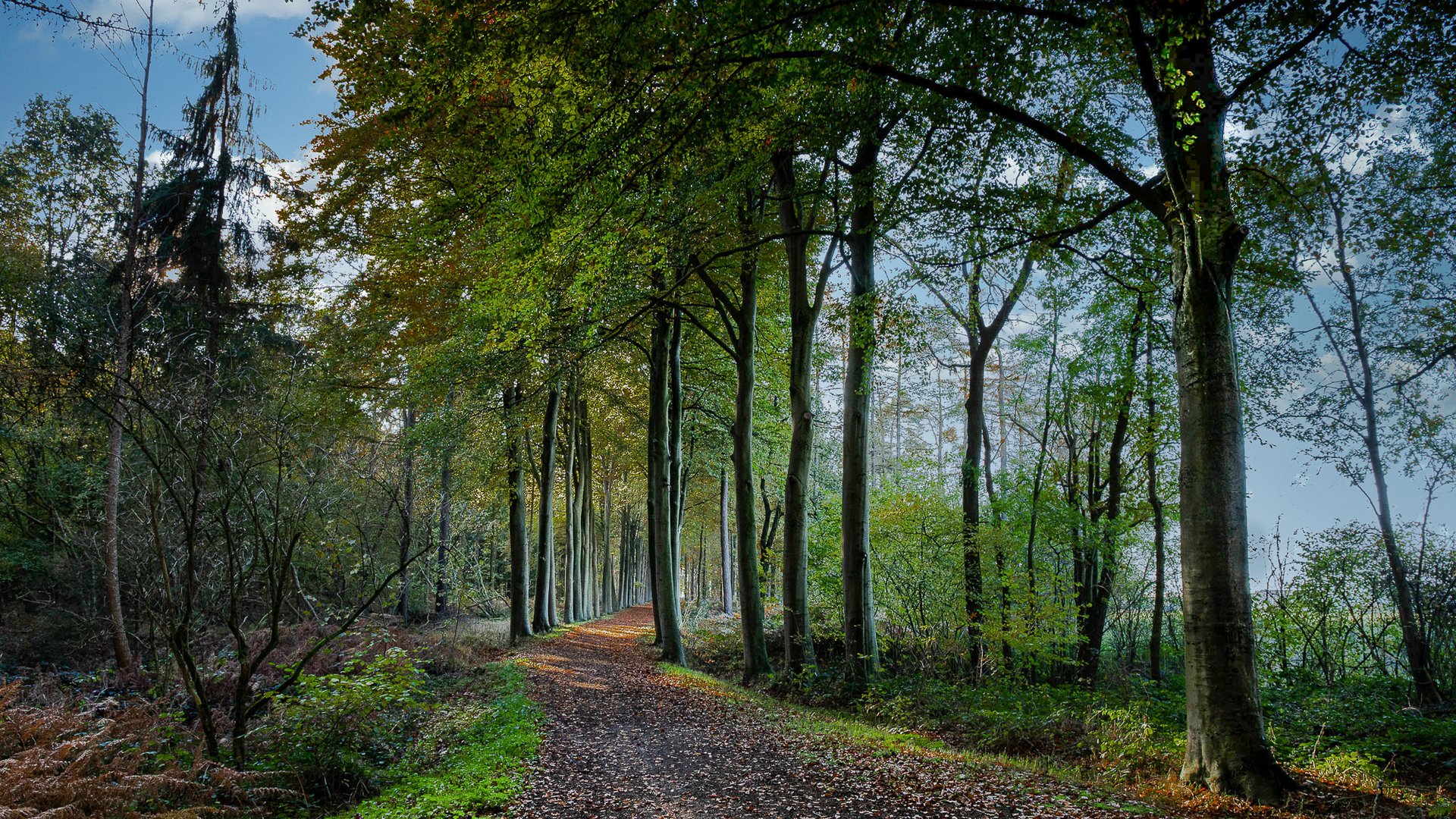  A walk in the woods