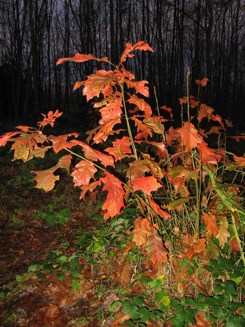 A walk in the woods/the red glow of autumn