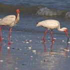 A Walk on the Beach