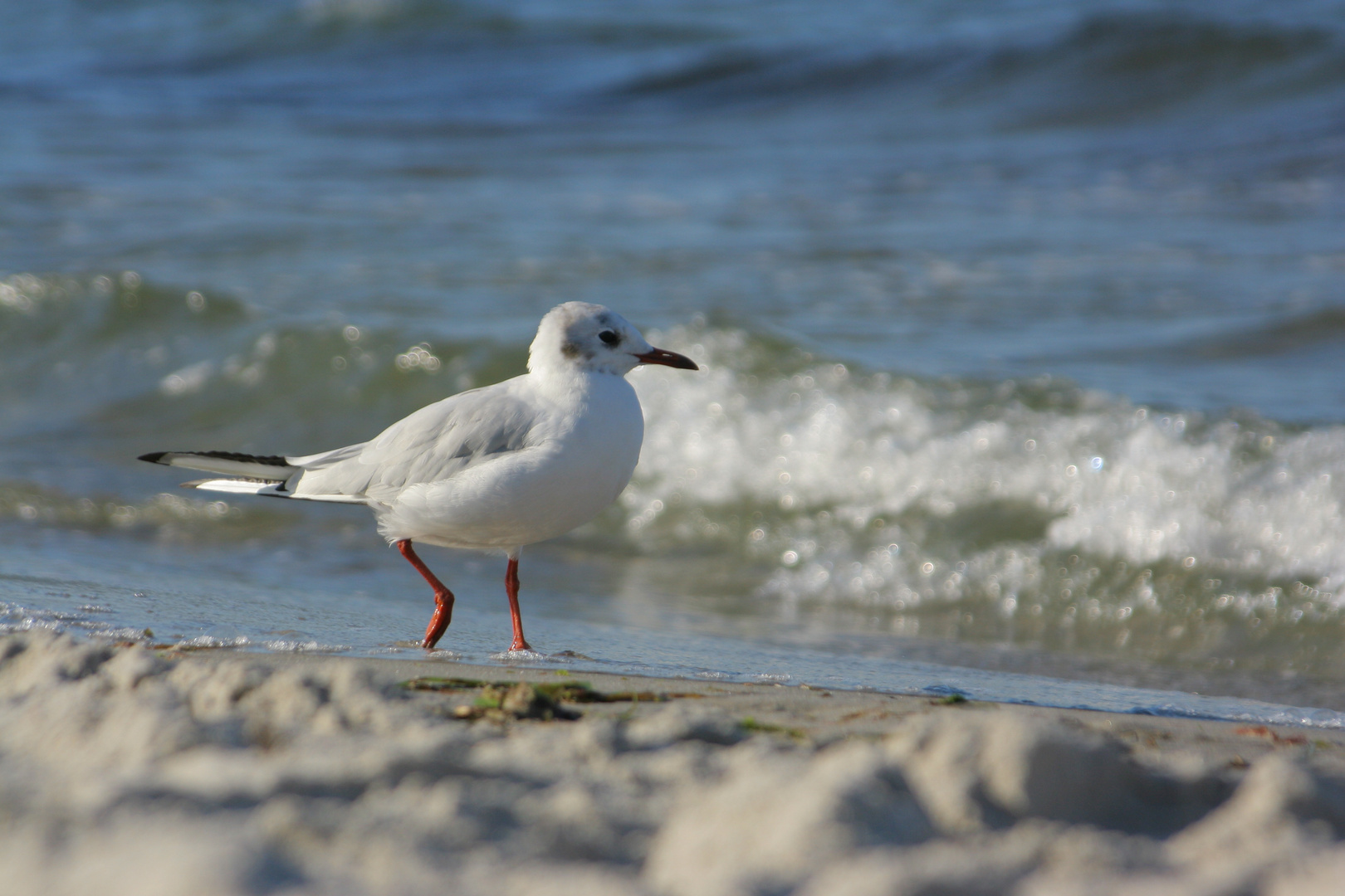 A walk on the beach