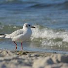 A walk on the beach