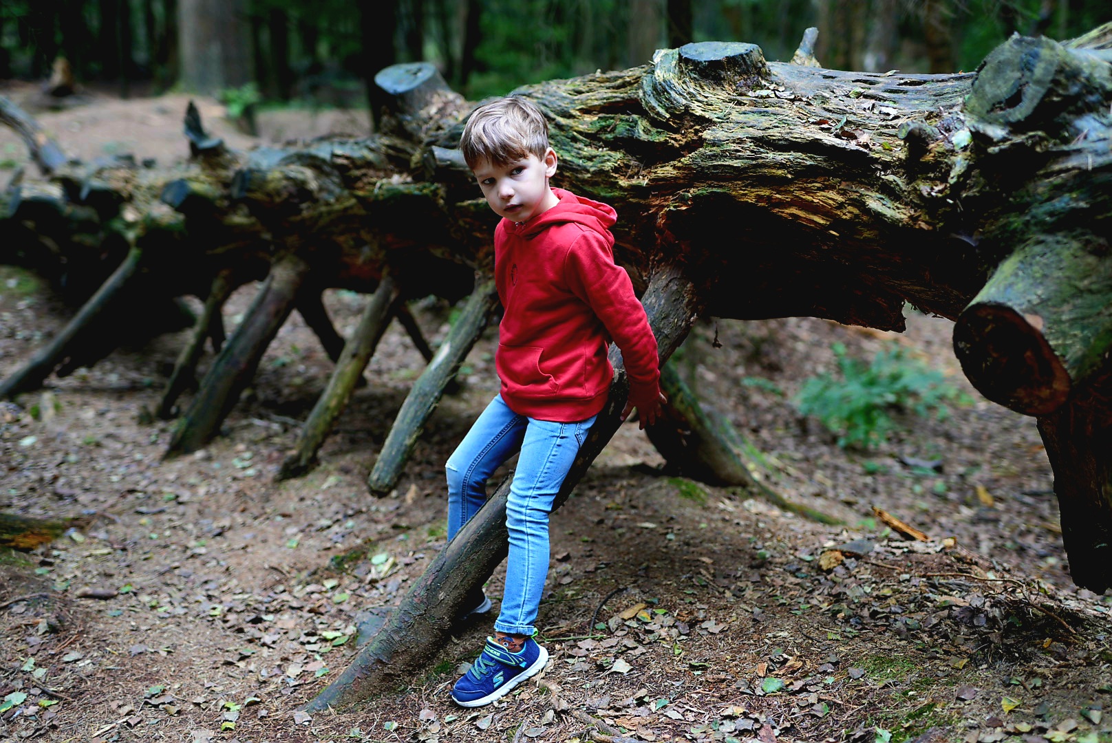 A walk on the Forest 