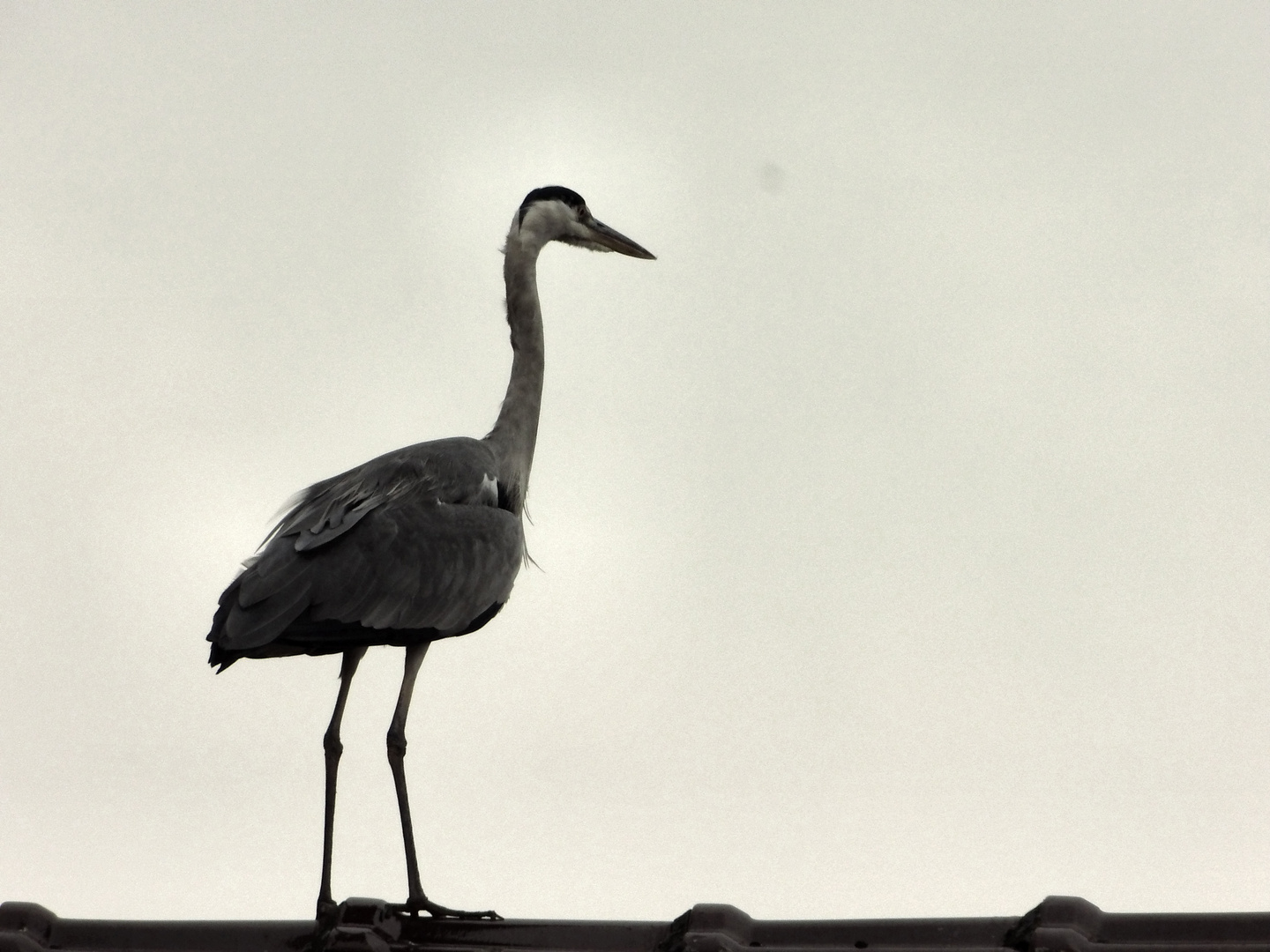 A walk on the top of the roof