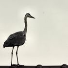 A walk on the top of the roof