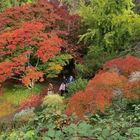 A Walk Through Autumn