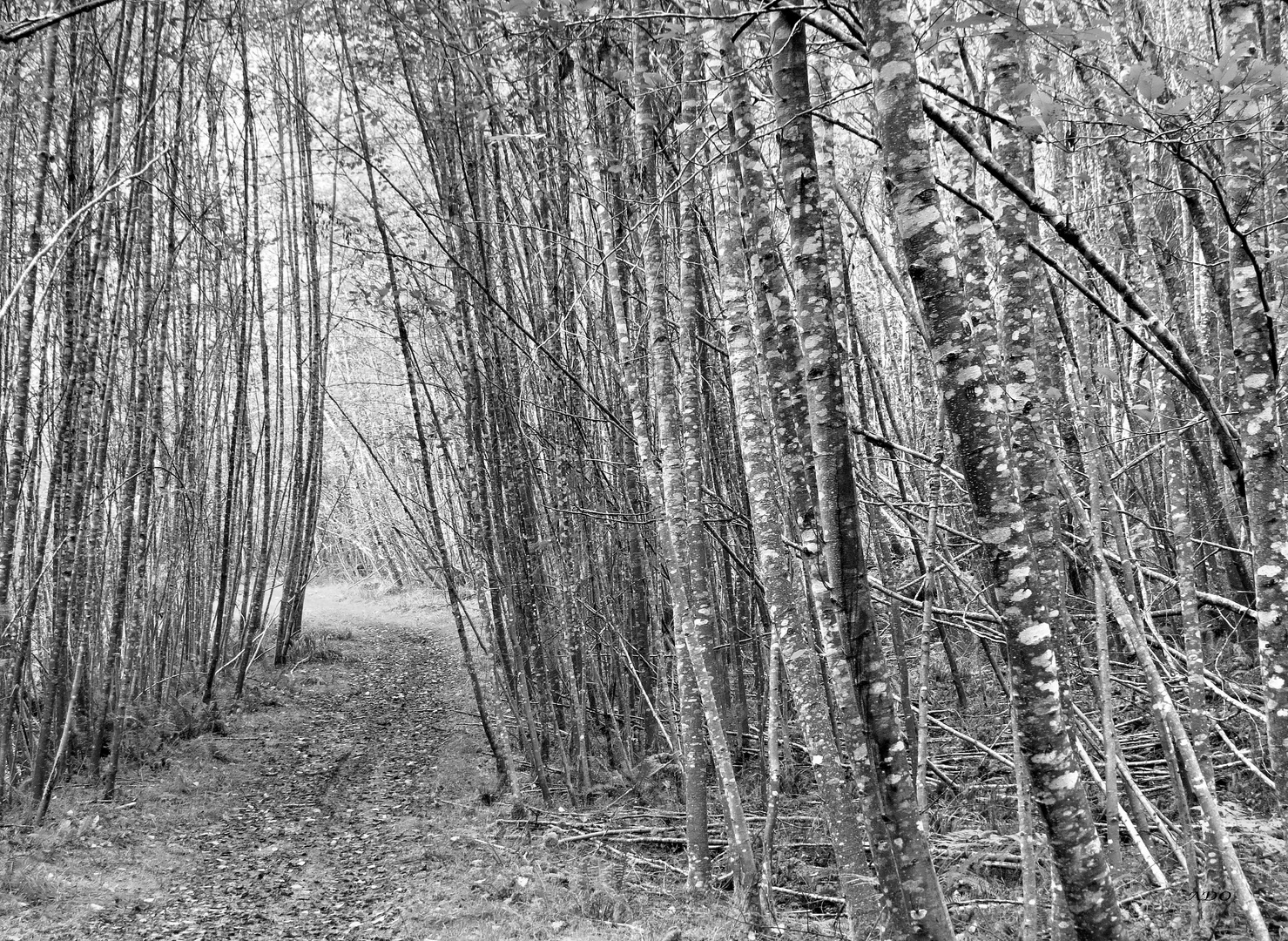 A Walk Through the Aspen Forest